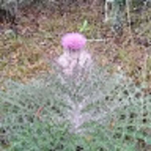 Meet your Posher, It's yo girl leelee